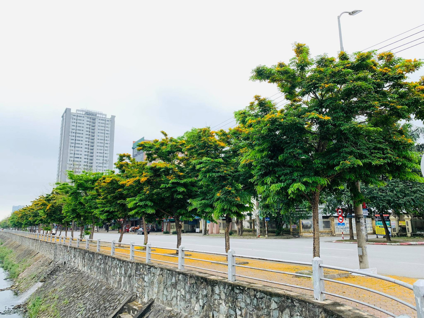 Đẹp nao lòng những chùm giáng hương vàng rực ở thành Vinh ảnh 4