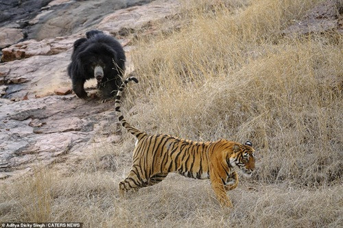 Thấy vợ chồng hổ vằn ân ái, gấu mẹ bực bội hét lên 'có trẻ con đây này' ảnh 5