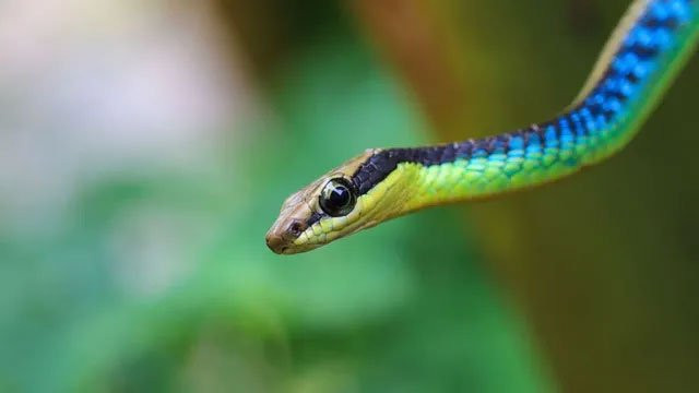 Loài rắn cây 'quăng mình như khỉ', nhảy từ cây này sang cây khác ảnh 1