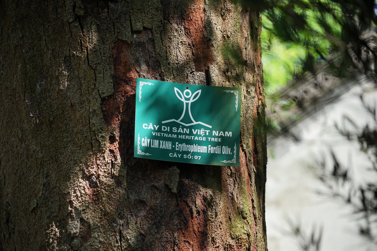 Rừng lim cổ thụ ở Hà Nội ảnh 4