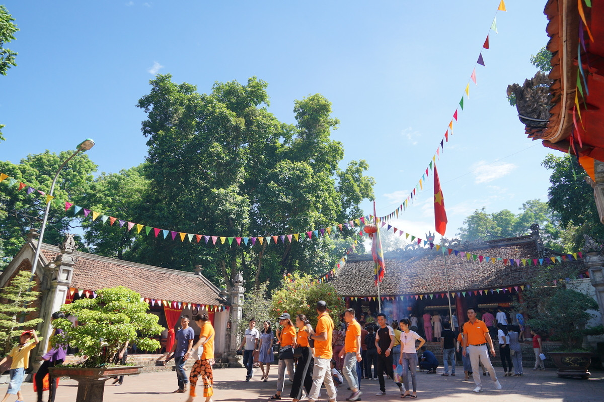 Rừng lim cổ thụ ở Hà Nội ảnh 9