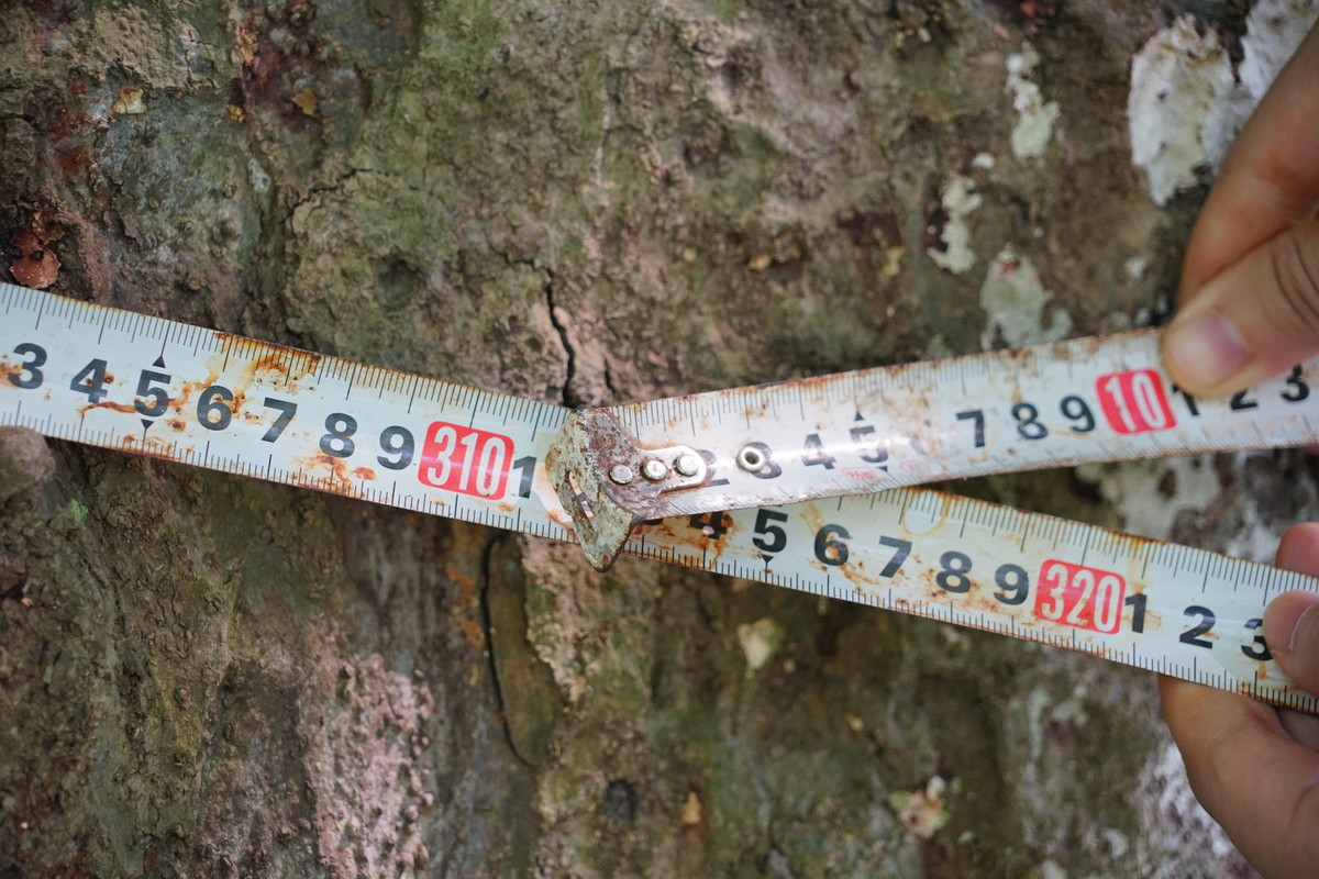 Rừng lim cổ thụ ở Hà Nội ảnh 7