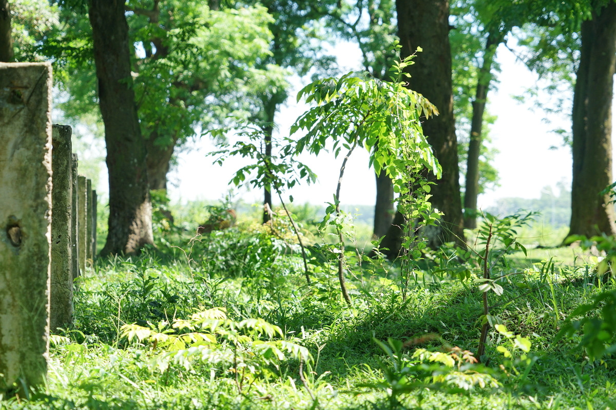 Rừng lim cổ thụ ở Hà Nội ảnh 8