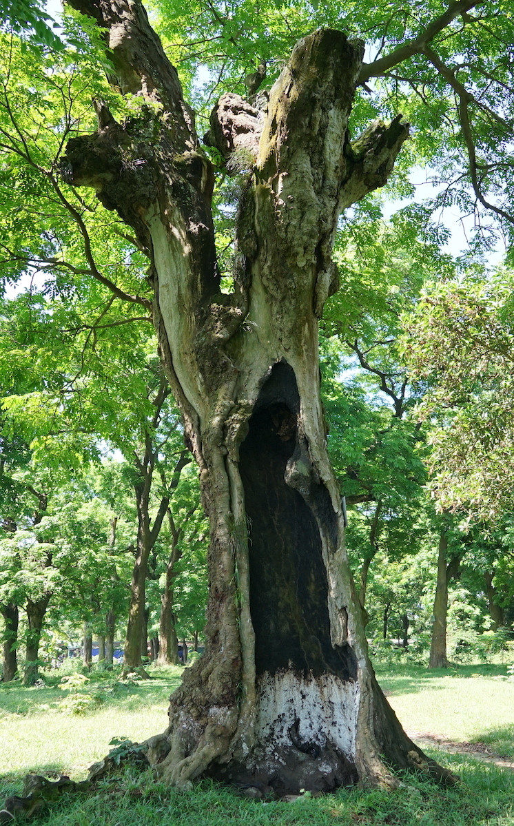 Rừng lim cổ thụ ở Hà Nội ảnh 5