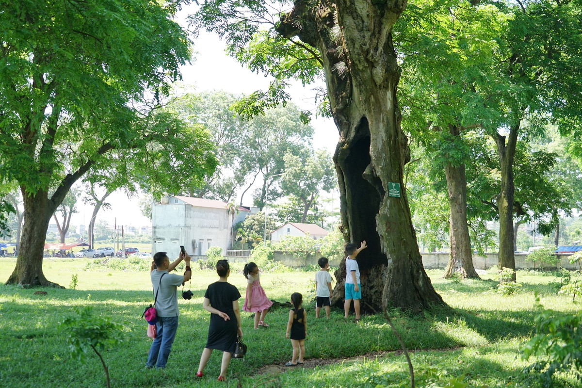 Rừng lim cổ thụ ở Hà Nội ảnh 3
