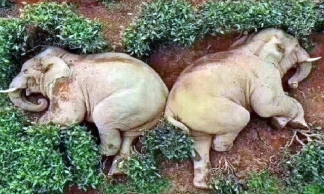 Voi lẻn vào làng uống trộm rượu rồi say xỉn ngủ giữa vườn chè ảnh 2