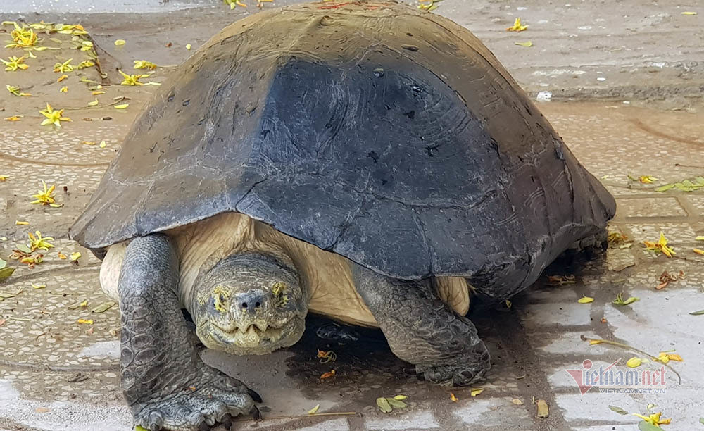 'Cụ rùa' sống dưới tượng phật Quan Âm trong chùa ở miền Tây ảnh 6