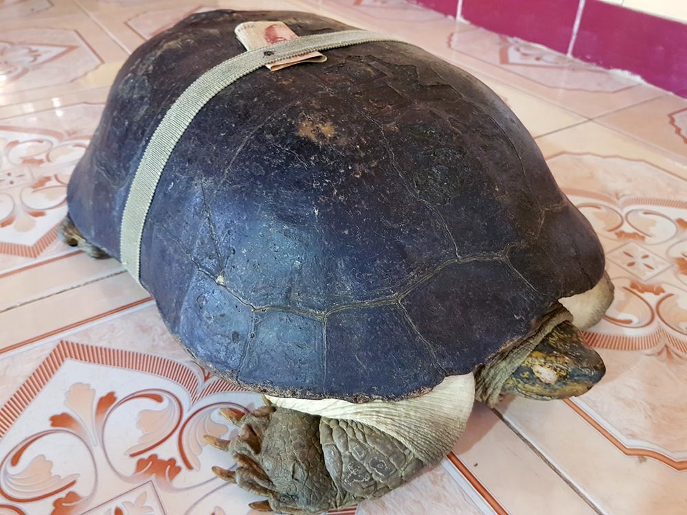 'Cụ rùa' sống dưới tượng phật Quan Âm trong chùa ở miền Tây ảnh 8