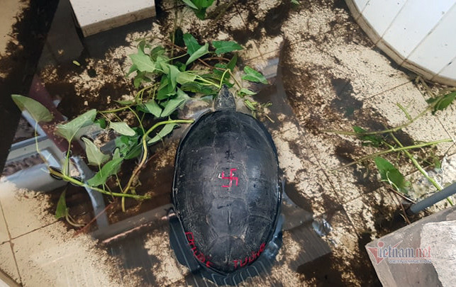 'Cụ rùa' sống dưới tượng phật Quan Âm trong chùa ở miền Tây ảnh 2