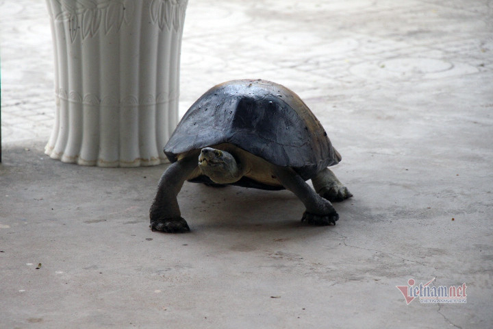 'Cụ rùa' sống dưới tượng phật Quan Âm trong chùa ở miền Tây ảnh 3