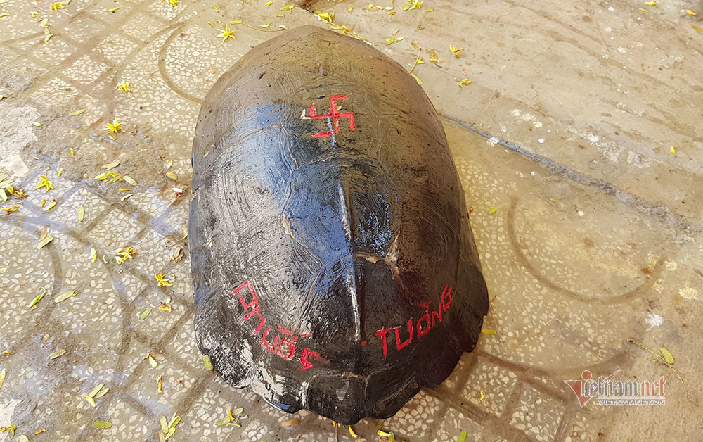 'Cụ rùa' sống dưới tượng phật Quan Âm trong chùa ở miền Tây ảnh 4