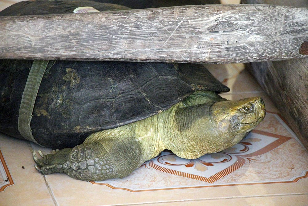 'Cụ rùa' sống dưới tượng phật Quan Âm trong chùa ở miền Tây ảnh 10