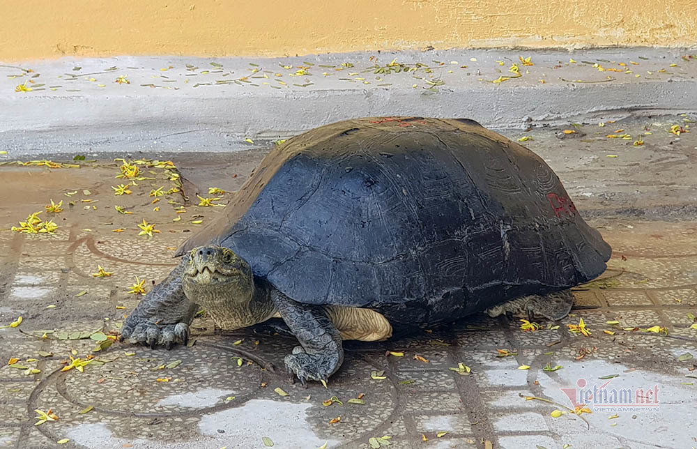 'Cụ rùa' sống dưới tượng phật Quan Âm trong chùa ở miền Tây ảnh 1