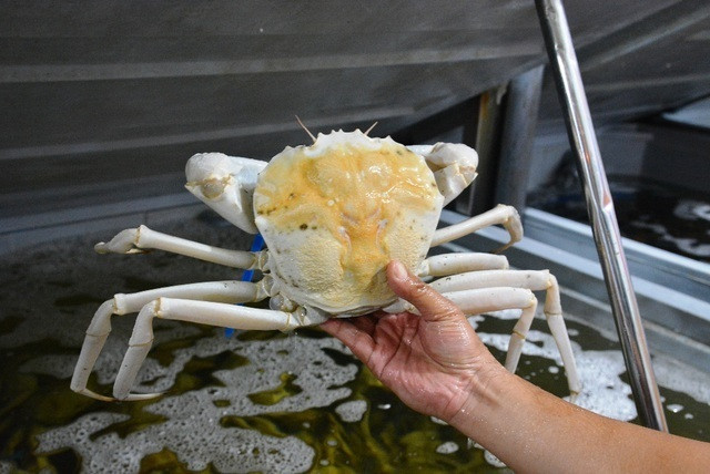 Choáng với độ chơi sang của nhà giàu Việt, chi chỉ vàng ăn con cua lạ ảnh 3