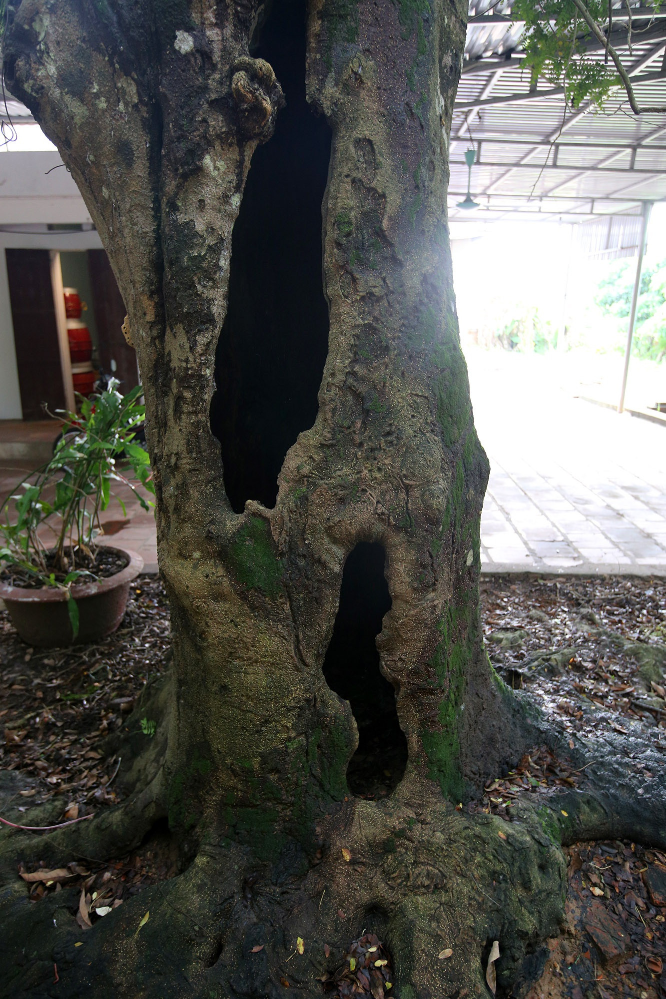 Ngắm 9 siêu cây 'đại cổ trường sinh' được xem như báu vật tại ngoại thành Hà Nội ảnh 2