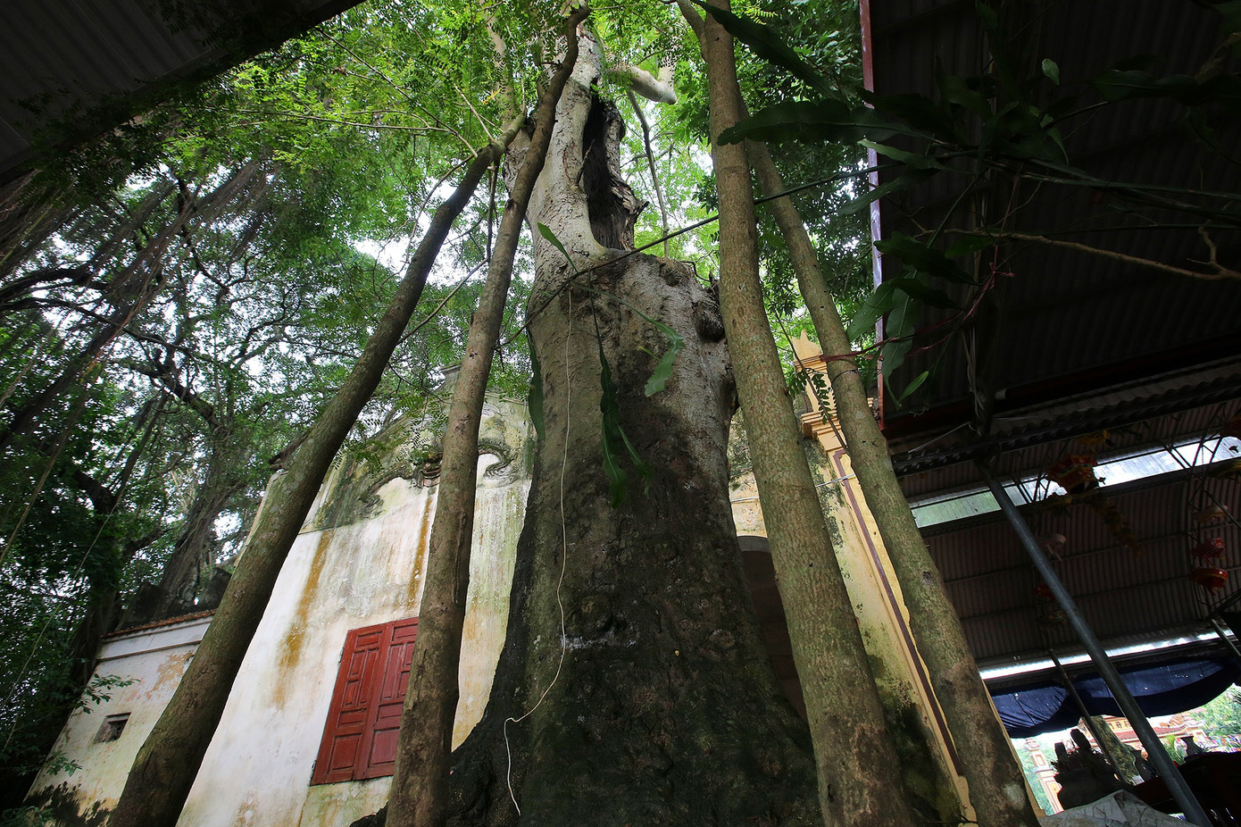 Ngắm 9 siêu cây 'đại cổ trường sinh' được xem như báu vật tại ngoại thành Hà Nội ảnh 3