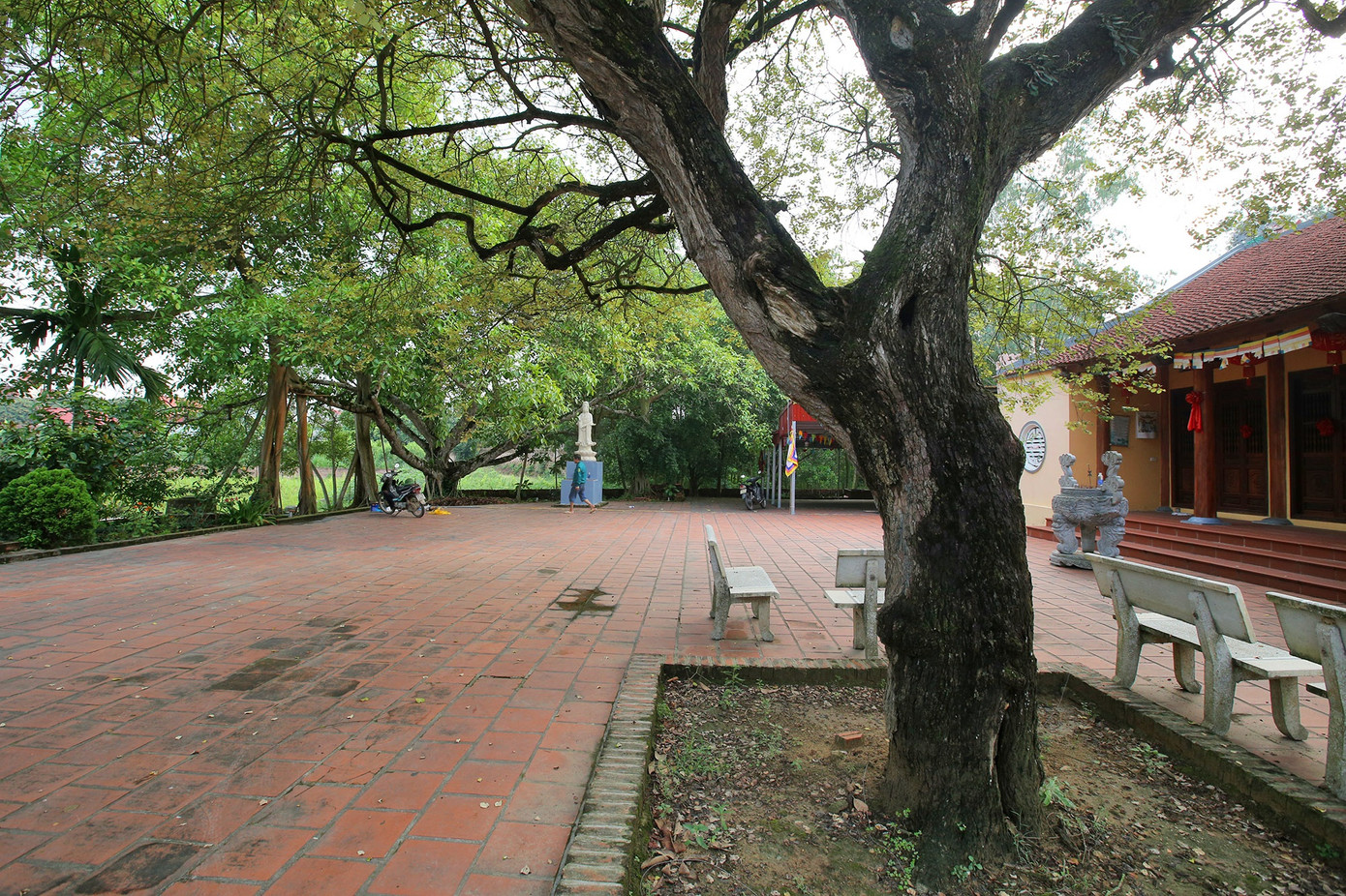 Ngắm 9 siêu cây 'đại cổ trường sinh' được xem như báu vật tại ngoại thành Hà Nội ảnh 10