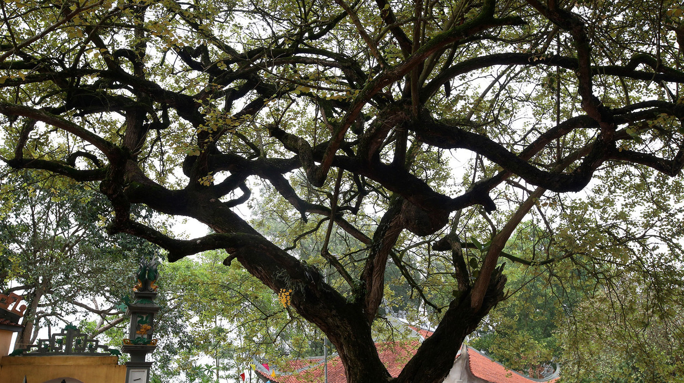 Ngắm 9 siêu cây 'đại cổ trường sinh' được xem như báu vật tại ngoại thành Hà Nội ảnh 9