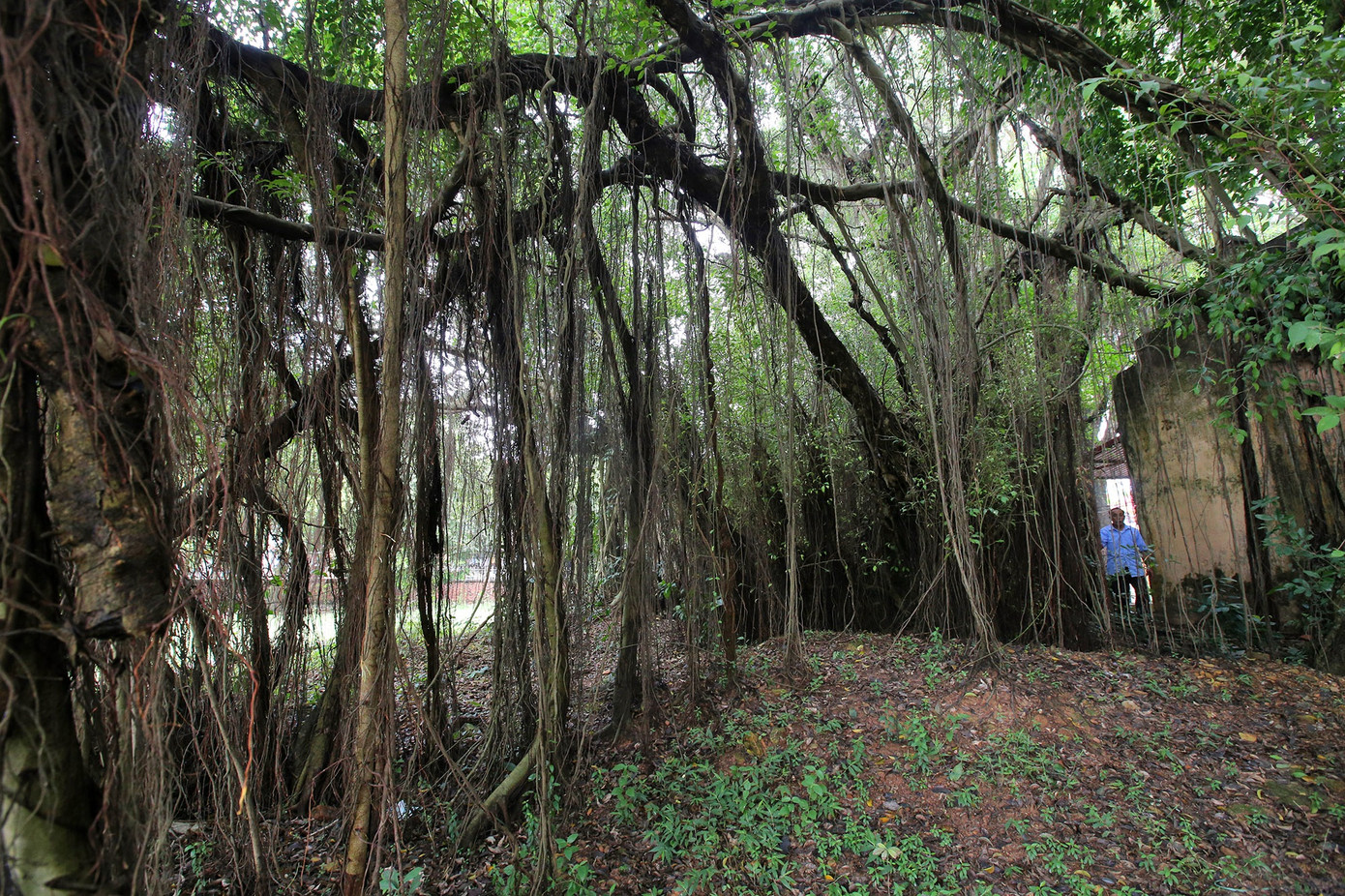 Ngắm 9 siêu cây 'đại cổ trường sinh' được xem như báu vật tại ngoại thành Hà Nội ảnh 6