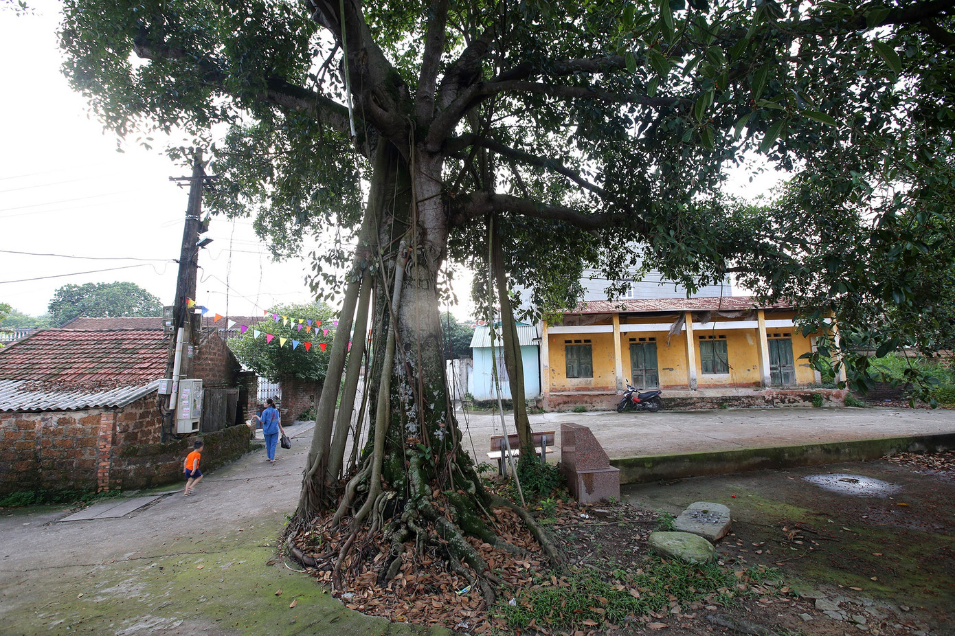 Ngắm 9 siêu cây 'đại cổ trường sinh' được xem như báu vật tại ngoại thành Hà Nội ảnh 15