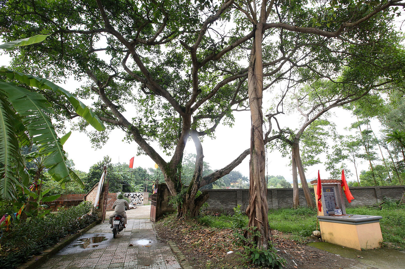 Ngắm 9 siêu cây 'đại cổ trường sinh' được xem như báu vật tại ngoại thành Hà Nội ảnh 14