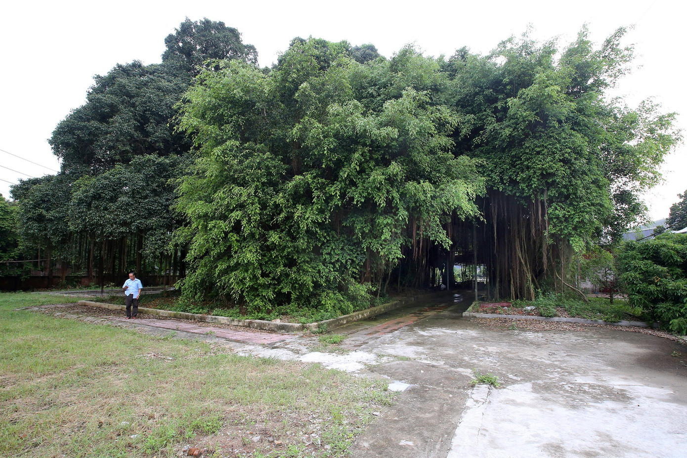 Ngắm 9 siêu cây 'đại cổ trường sinh' được xem như báu vật tại ngoại thành Hà Nội ảnh 5