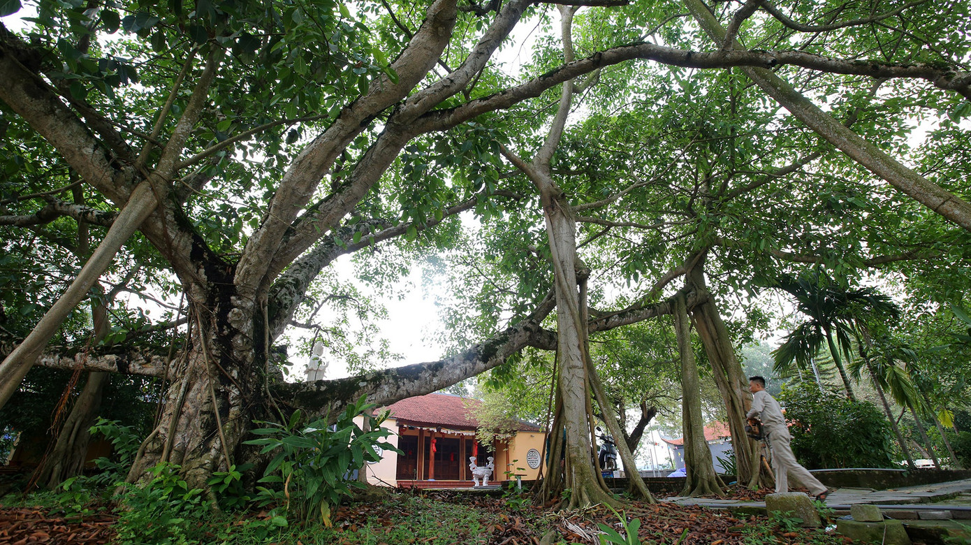 Ngắm 9 siêu cây 'đại cổ trường sinh' được xem như báu vật tại ngoại thành Hà Nội ảnh 11