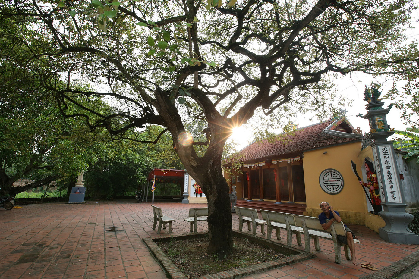 Ngắm 9 siêu cây 'đại cổ trường sinh' được xem như báu vật tại ngoại thành Hà Nội ảnh 8