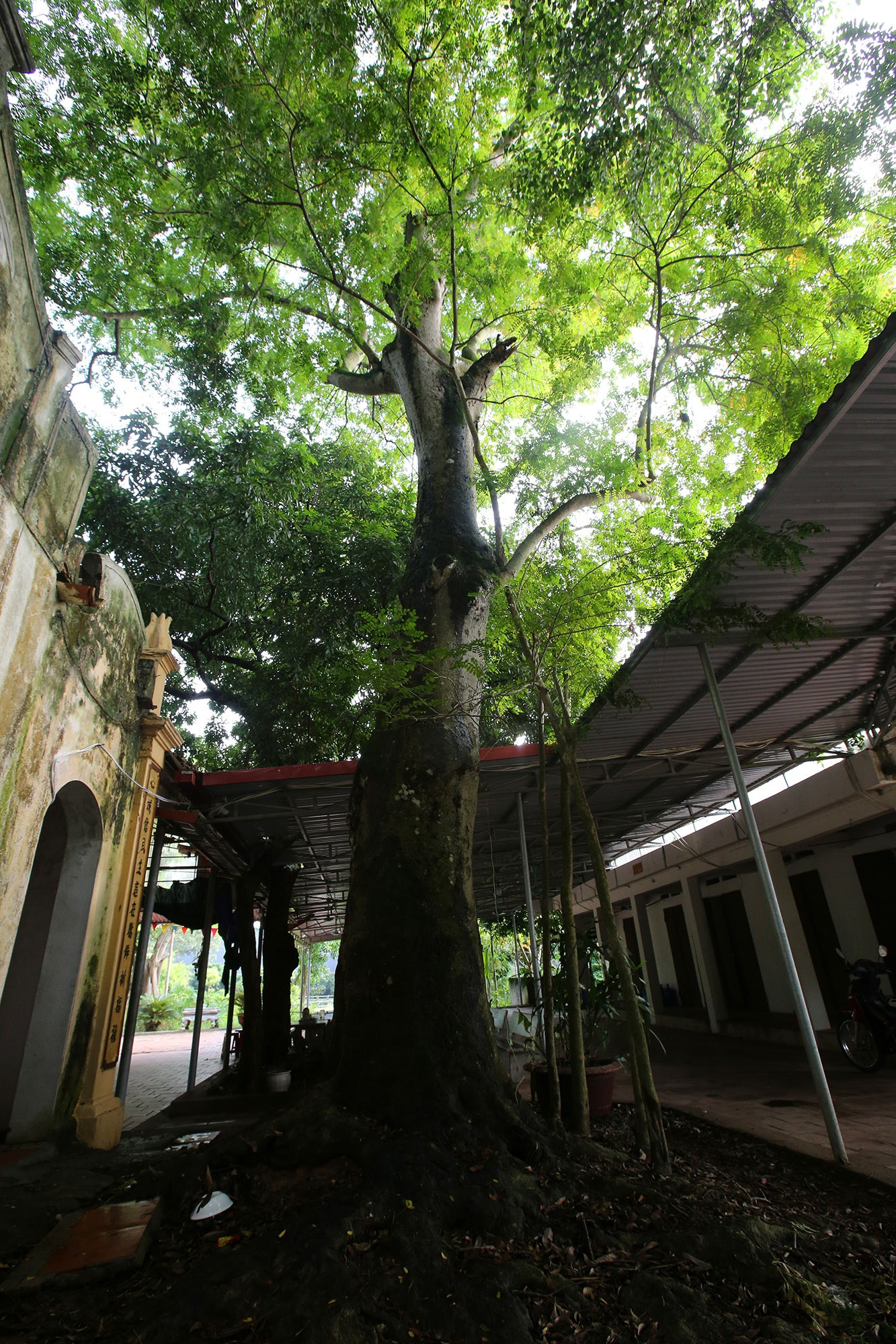 Ngắm 9 siêu cây 'đại cổ trường sinh' được xem như báu vật tại ngoại thành Hà Nội ảnh 4