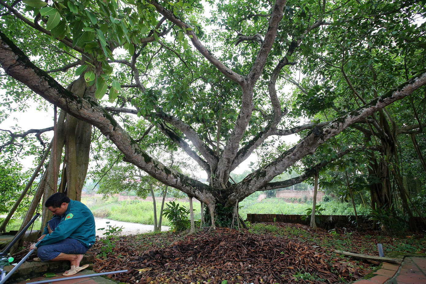 Ngắm 9 siêu cây 'đại cổ trường sinh' được xem như báu vật tại ngoại thành Hà Nội ảnh 13