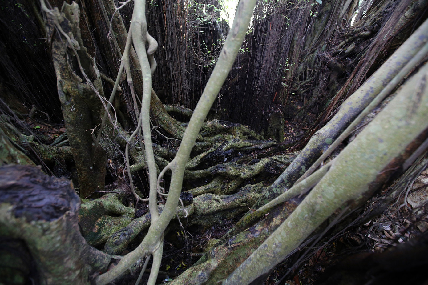 Ngắm 9 siêu cây 'đại cổ trường sinh' được xem như báu vật tại ngoại thành Hà Nội ảnh 7