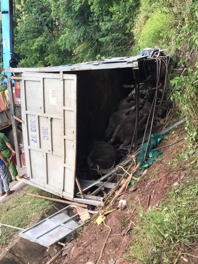 2 người mắc kẹt trong chiếc ô tô lật, 7 con trâu chết trên thùng xe ảnh 4
