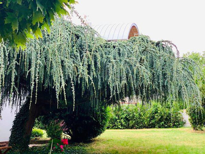 Cuộc sống giàu sang của Mỹ Lệ, nữ đại gia sẵn sàng cho bạn vay 200 tỷ ảnh 6