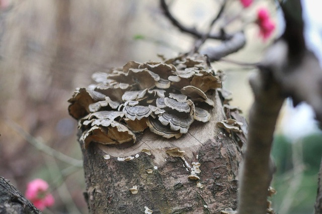 Nhìn gần gốc đào rừng trăm tuổi, nặng hơn 1 tấn ở Hà Nội ảnh 4