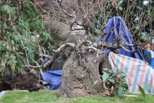 Nhìn gần gốc đào rừng trăm tuổi, nặng hơn 1 tấn ở Hà Nội ảnh 3