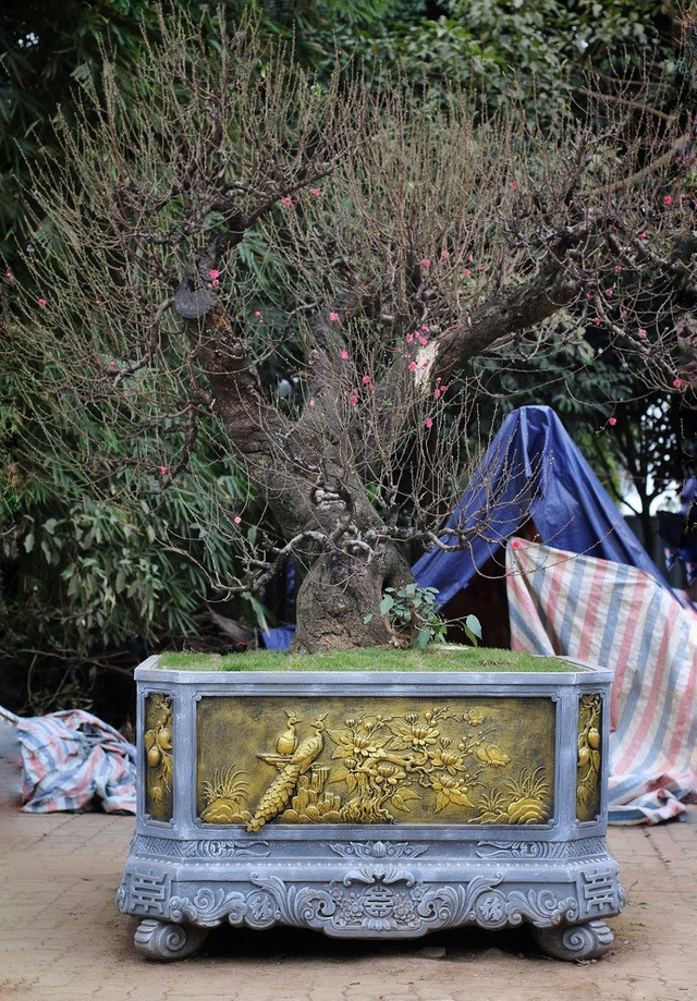 Nhìn gần gốc đào rừng trăm tuổi, nặng hơn 1 tấn ở Hà Nội ảnh 1