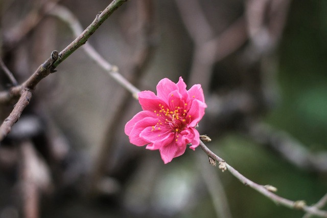 Nhìn gần gốc đào rừng trăm tuổi, nặng hơn 1 tấn ở Hà Nội ảnh 8