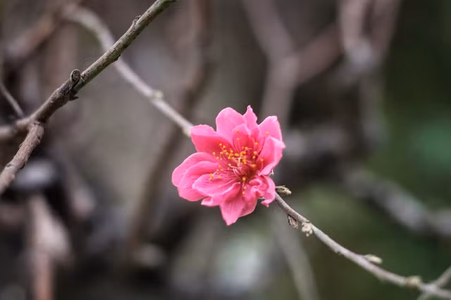 Nhìn gần gốc đào rừng trăm tuổi, nặng hơn 1 tấn ở Hà Nội ảnh 8