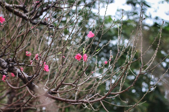 Nhìn gần gốc đào rừng trăm tuổi, nặng hơn 1 tấn ở Hà Nội ảnh 7