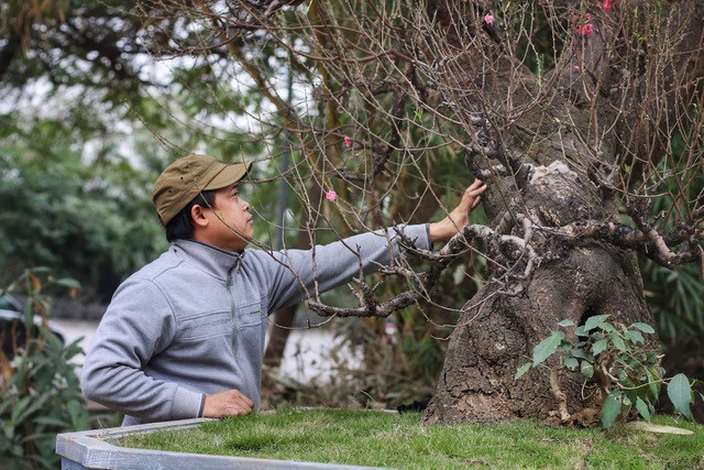 Nhìn gần gốc đào rừng trăm tuổi, nặng hơn 1 tấn ở Hà Nội ảnh 2