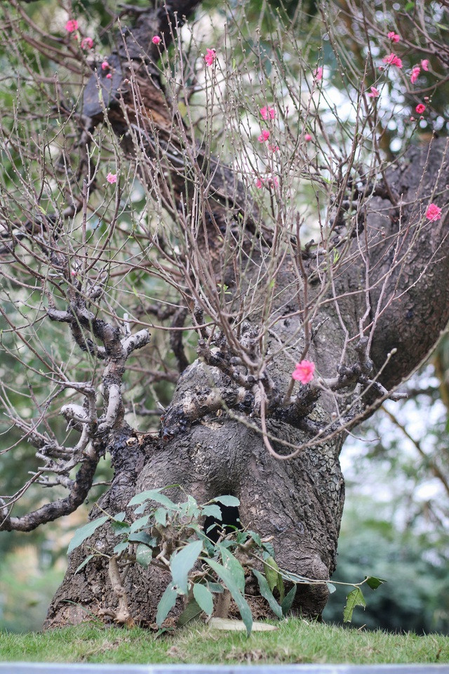 Nhìn gần gốc đào rừng trăm tuổi, nặng hơn 1 tấn ở Hà Nội ảnh 9