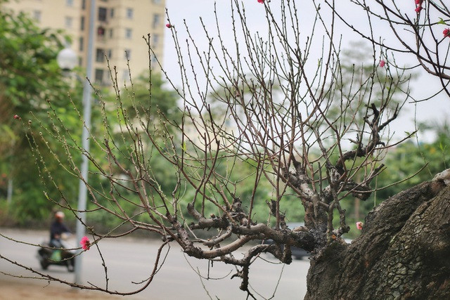 Nhìn gần gốc đào rừng trăm tuổi, nặng hơn 1 tấn ở Hà Nội ảnh 6