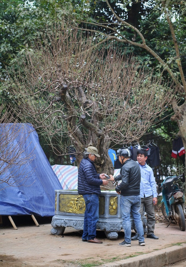 Nhìn gần gốc đào rừng trăm tuổi, nặng hơn 1 tấn ở Hà Nội ảnh 11