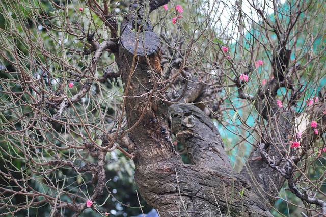 Nhìn gần gốc đào rừng trăm tuổi, nặng hơn 1 tấn ở Hà Nội ảnh 5