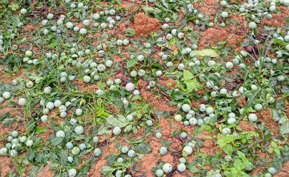 Mưa đá làm rụng hơn 150 ha mận, xoài của nông dân Yên Châu ảnh 1