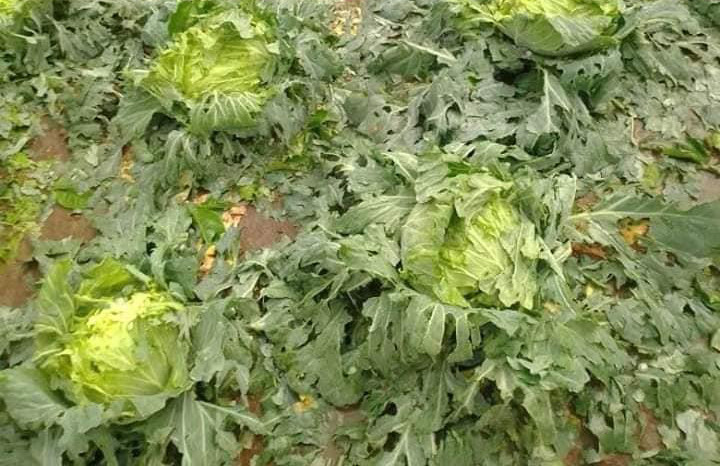 Mưa đá làm rụng hơn 150 ha mận, xoài của nông dân Yên Châu ảnh 3