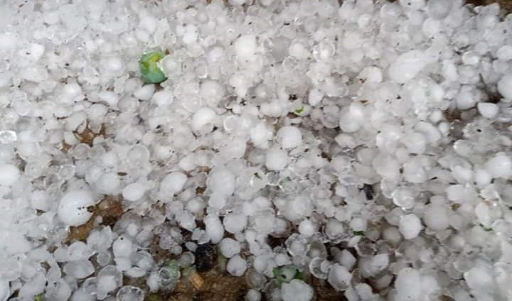 Mưa đá làm rụng hơn 150 ha mận, xoài của nông dân Yên Châu ảnh 2