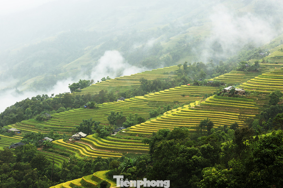 Ngất ngây áng mây bay trên những thửa ruộng bậc thang chín vàng ở Hà Giang ảnh 9
