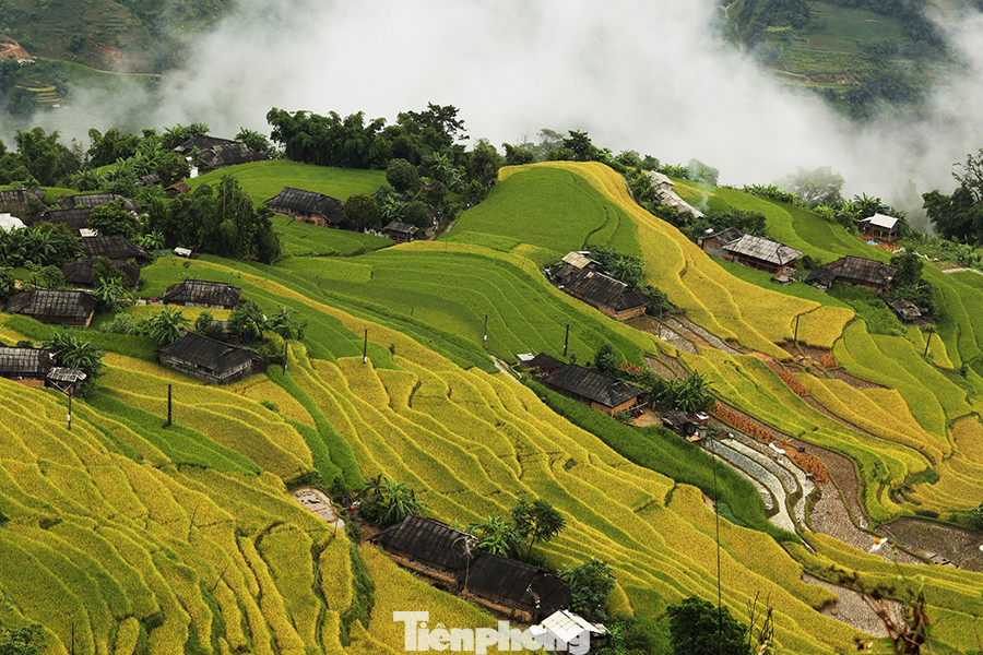 Ngất ngây áng mây bay trên những thửa ruộng bậc thang chín vàng ở Hà Giang ảnh 6
