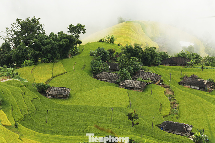 Ngất ngây áng mây bay trên những thửa ruộng bậc thang chín vàng ở Hà Giang ảnh 3